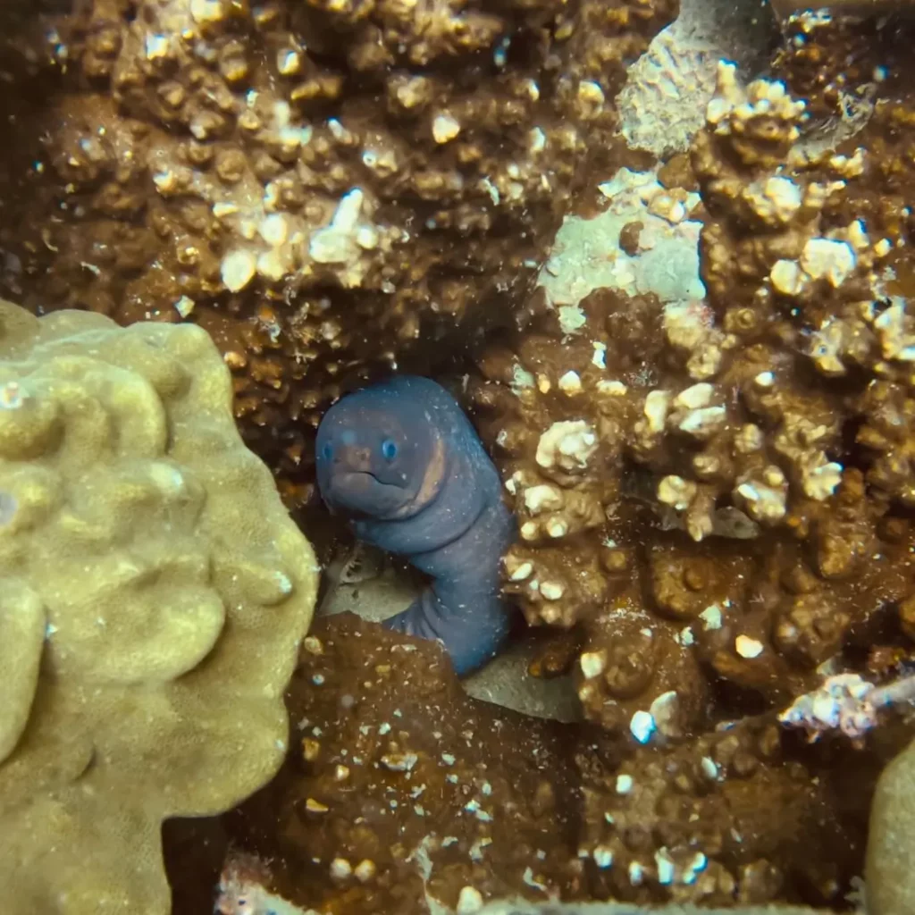 Moray Eel in Pattaya Dive Sites – Ultimate Guide to Koh Krok Dive Site Pattaya