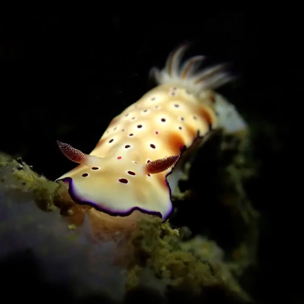 Nudibranch macro life at HTMS Hardeep Shipwreck