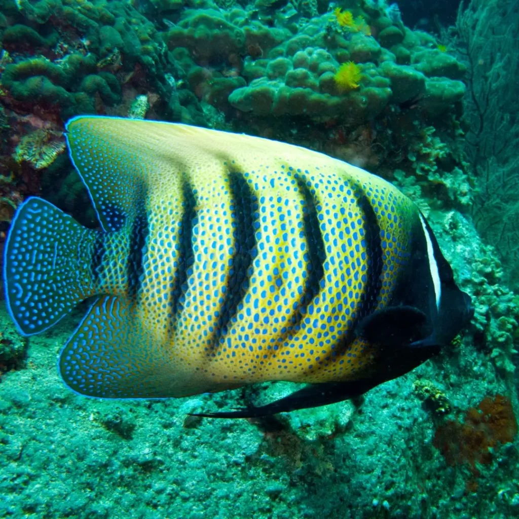 Angelfish – Pattaya dive courses