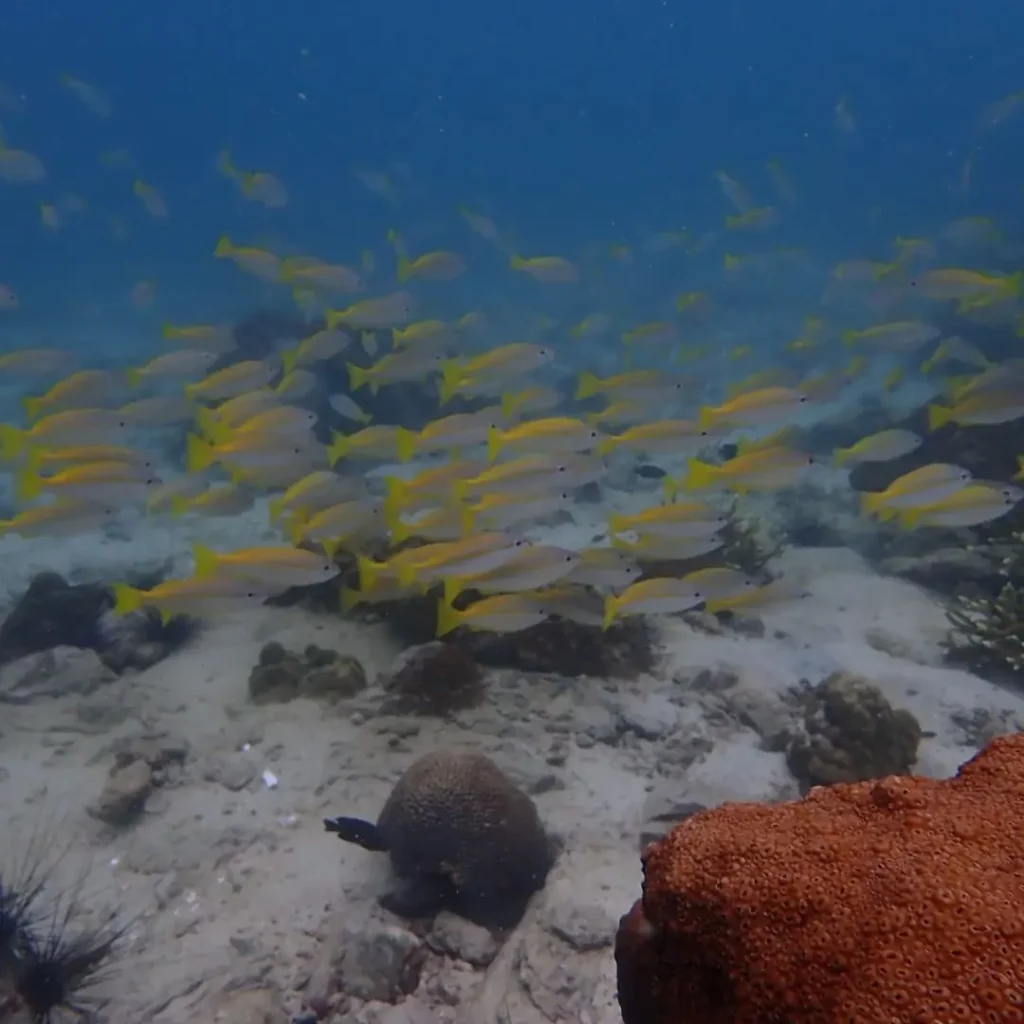 Snappers – Pattaya scuba diving