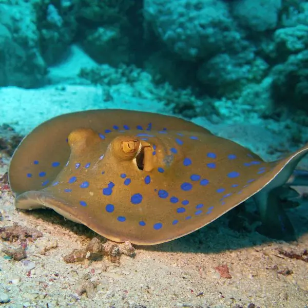 T94 & T95 Shipwrecks Dive Samae San Marine Life