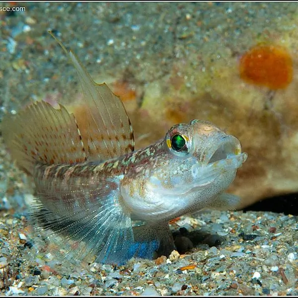 T94 & T95 Shipwrecks Dive Samae San Marine Life