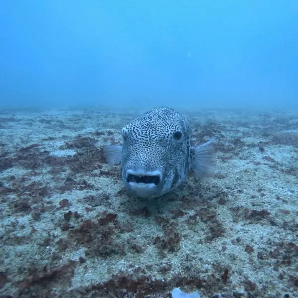 T94 & T95 Shipwrecks Dive Samae San Marine Life