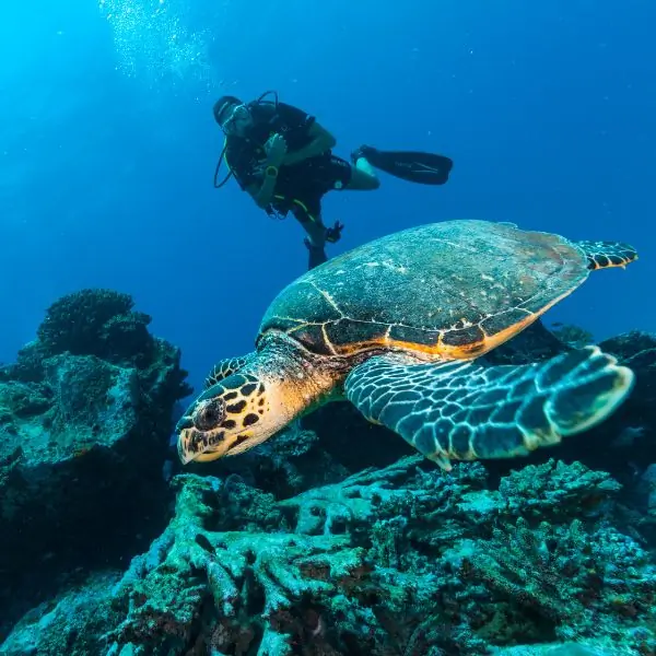 T94 & T95 Shipwrecks Dive Samae San Marine Life