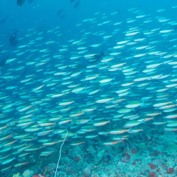 T94 & T95 Shipwrecks Dive Samae San Marine Life