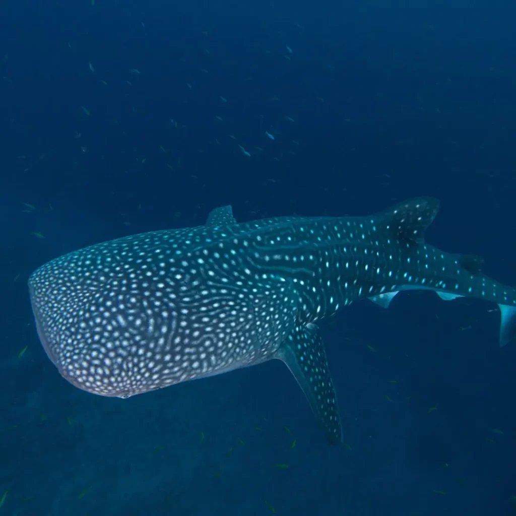 Whale Shark - HTMS Hardeep shipwreck in Pattaya