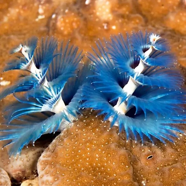 Christmas Tree Worms – scuba diving Pattaya
