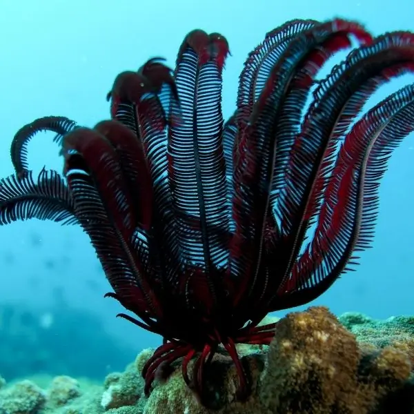 Feather Stars – Ultimate Guide to Koh Rin Dive Site Pattaya