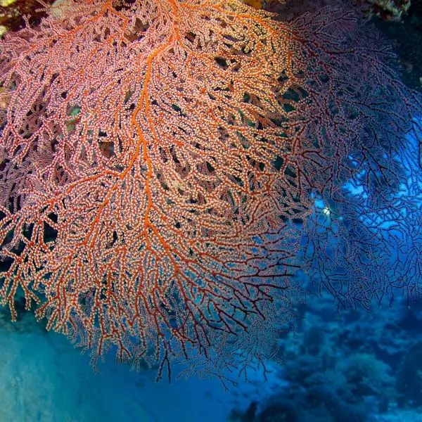 Gorgonians – Pattaya dive sites