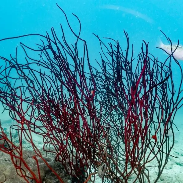 Sea Whips – Thailand diving near Bangkok