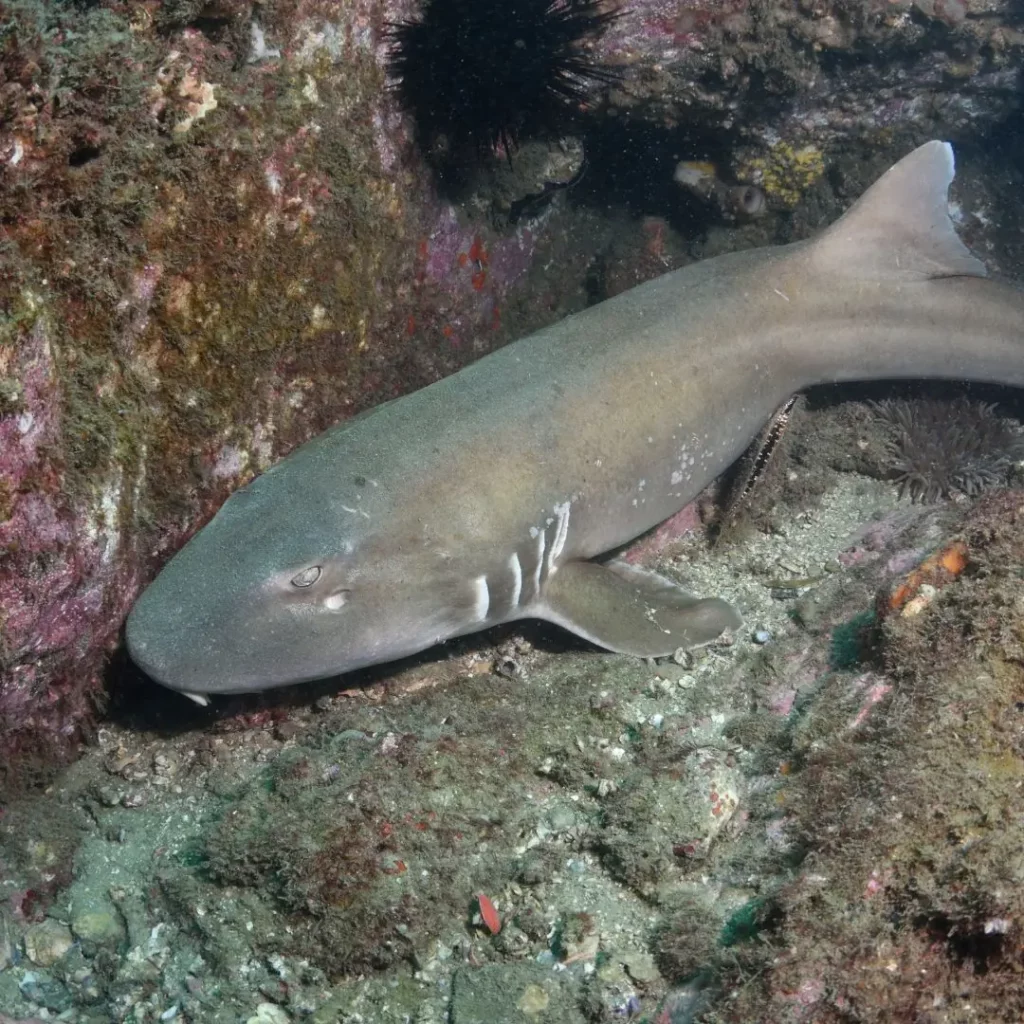 Bamboo shark resting on the seabed - Pattaya scuba diving