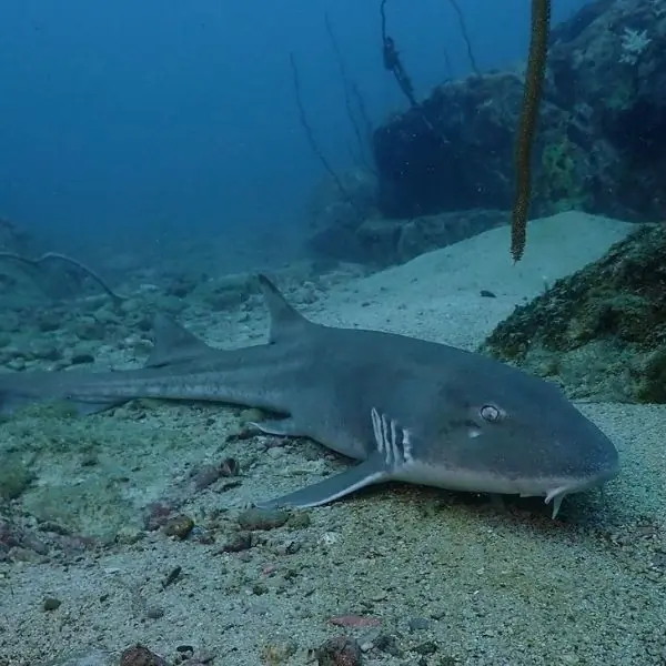 Bamboo Sharks in Pattaya and Samae San