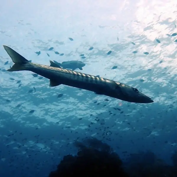 barracuda in Pattaya and Samae San