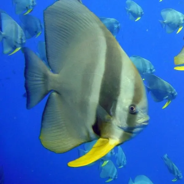 Batfish – T94 and T95 Shipwrecks Marine Life