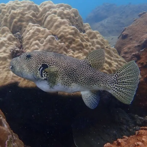 Porcupine Puffer – Ultimate Guide to Shark Fin Rock Dive Site