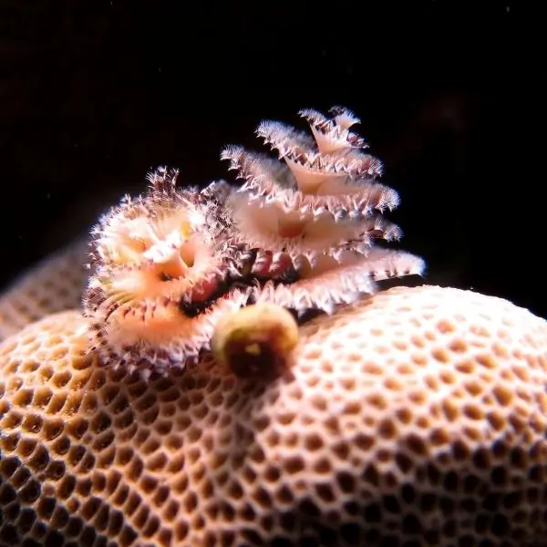 Christmas tree worm – Ultimate Guide to Koh Ron Nang Dive Site Pattaya