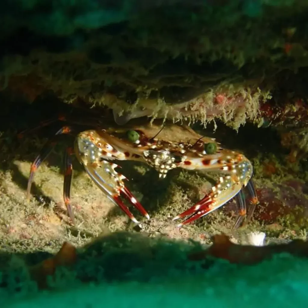 Crabs – Pattaya dive courses