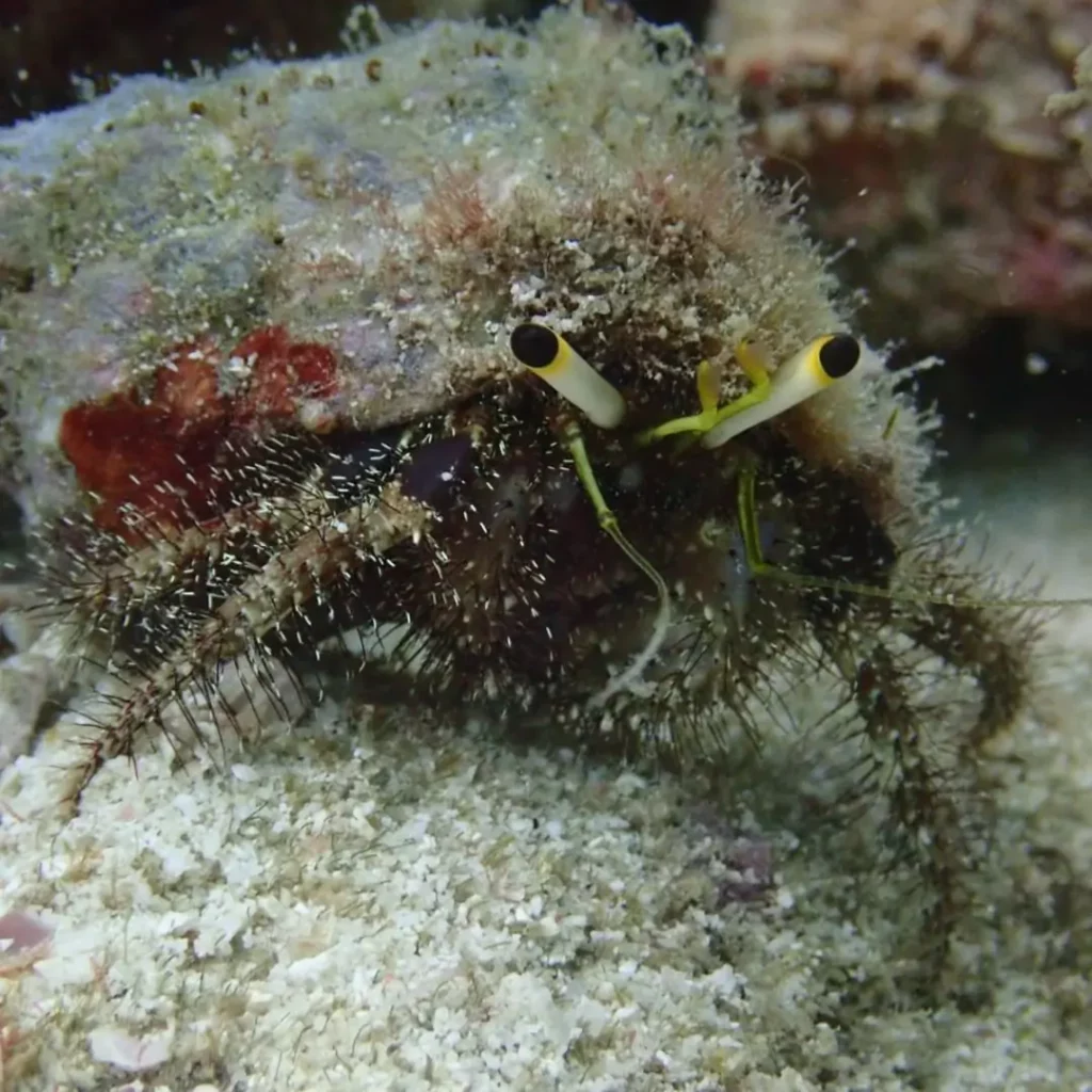 Furry hermit crab on seabed at HTMS Khram shipwreck Pattaya