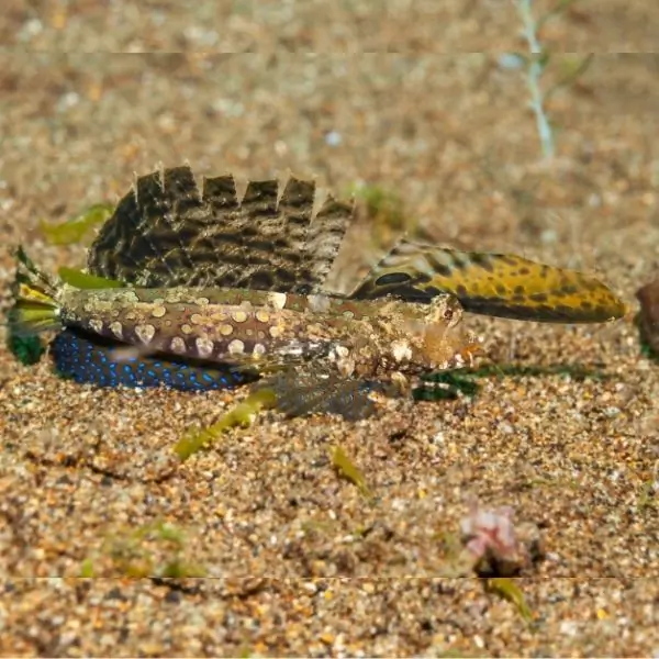 Dragonet Fish – Koh Sak Dive Site Pattaya