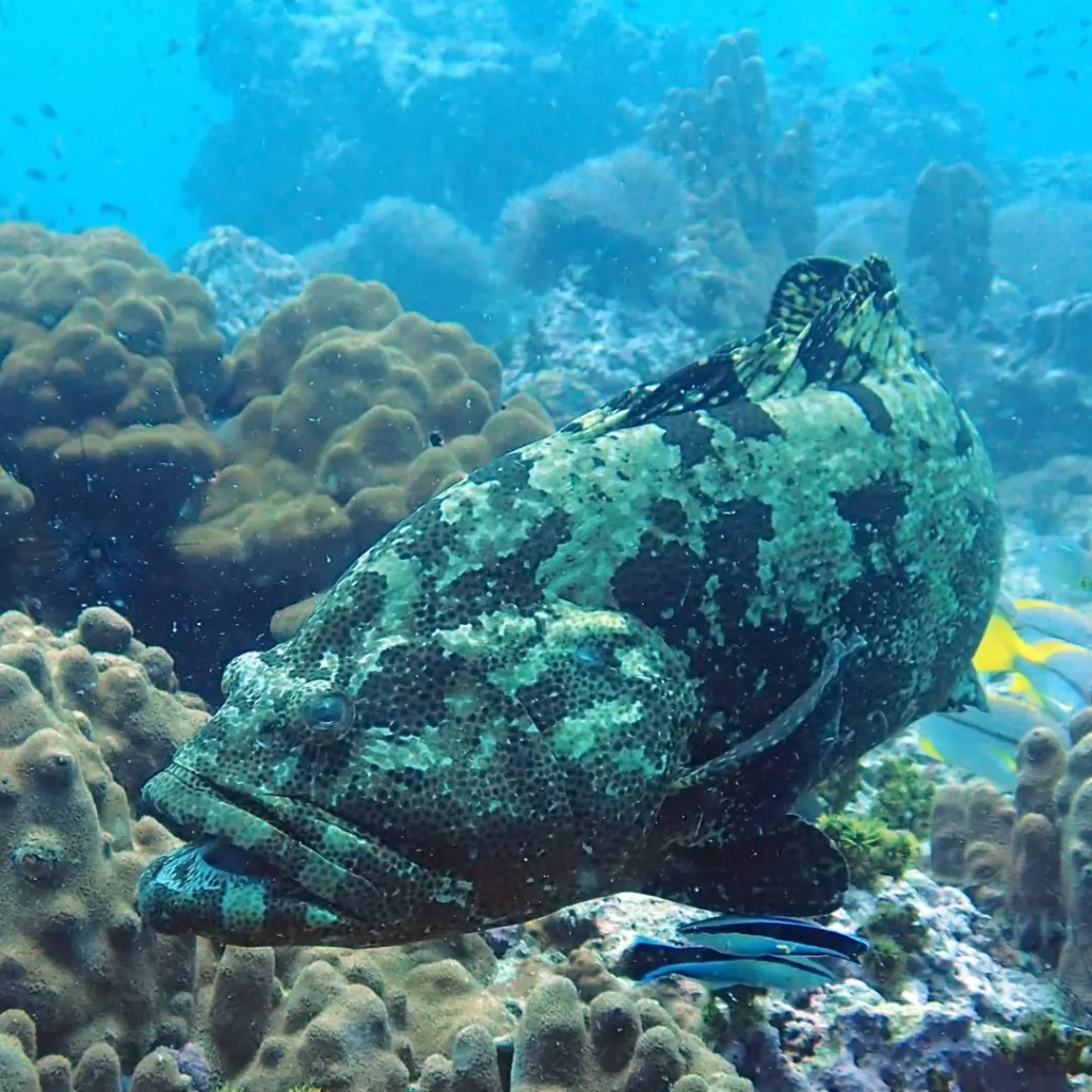 Grouper – Ultimate Guide to Koh Rong Nang Dive Site Pattaya