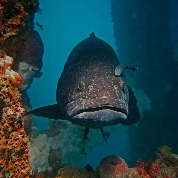 Grouper – Koh Sak Dive Site Pattaya