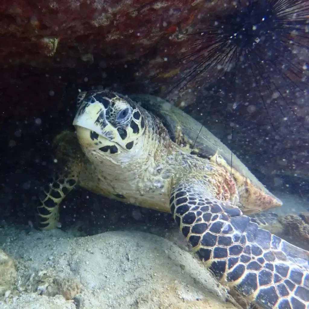 Hawksbill turtle resting under reef ledge at HTMS Khram shipwreck Pattaya