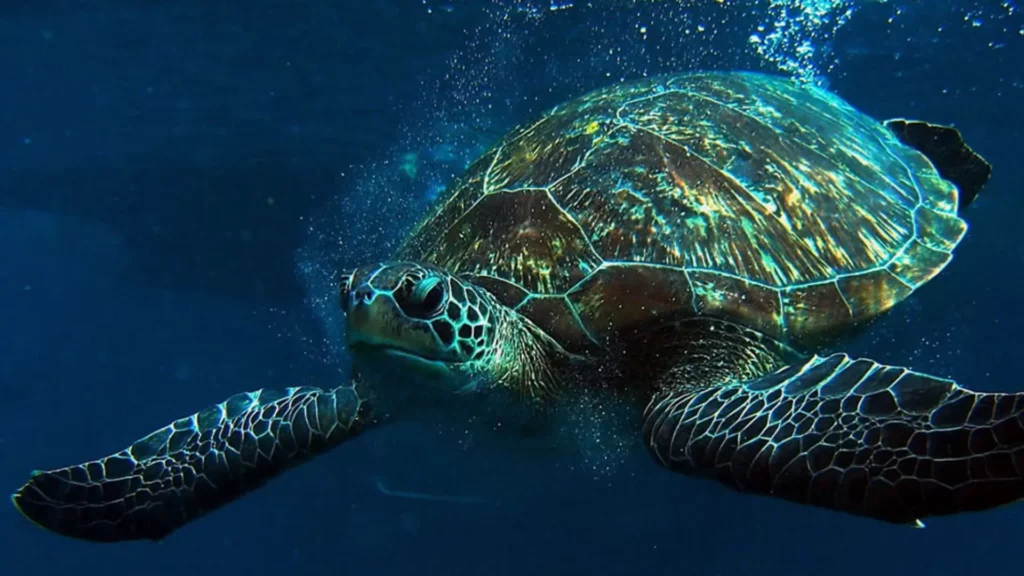 Ultimate Guide to Koh Rong Nang Dive Site Pattaya