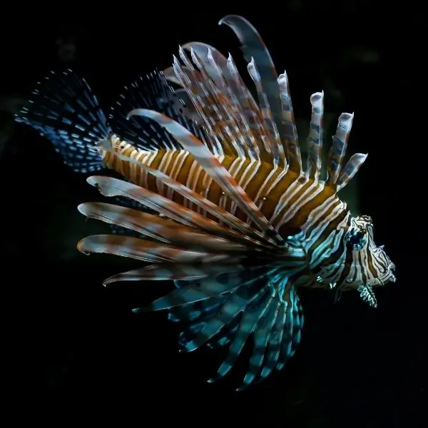 Lionfish – Fun diving Pattaya