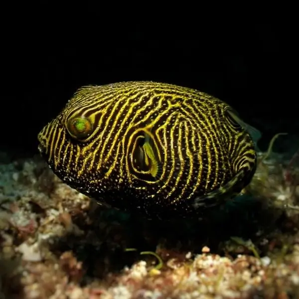 Map Pufferfish