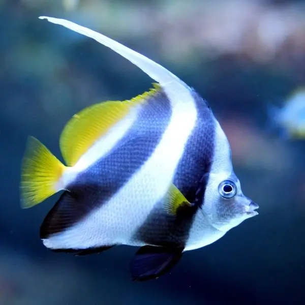 Moorish Idol – T94 and T95 Shipwrecks Marine Life