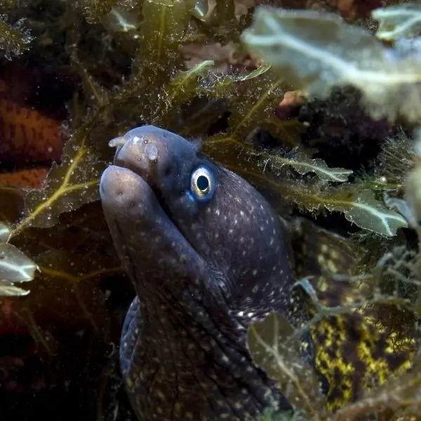 Moray Eels – Pattaya dive courses