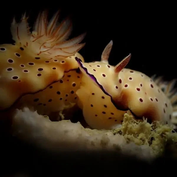Nudibranch in Pattaya Dive Sites – Koh Krok dive site