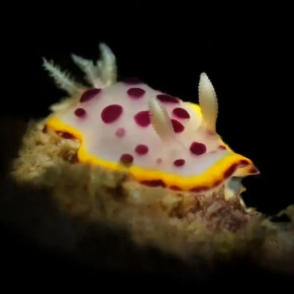Nudibranch Hypselodoris - Ultimate Guide to Koh Rong Nang Dive Site Pattaya