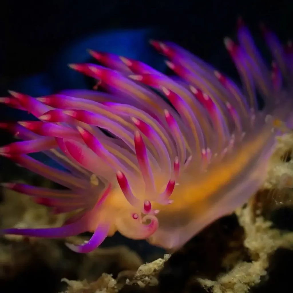 Colorful nudibranch at HTMS Khram shipwreck Pattaya