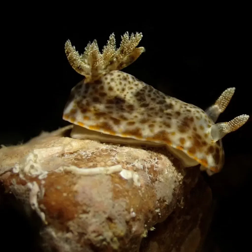 Nudibranchs – Pattaya marine life