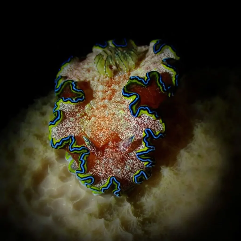 Nudibranch in Pattaya Dive Sites – Koh Krok dive site