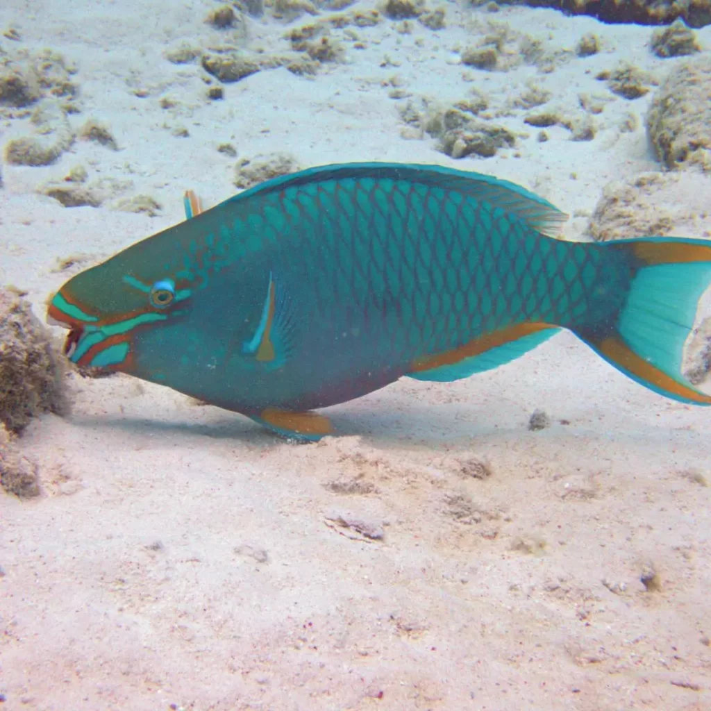 Parrotfish – Pattaya scuba diving
