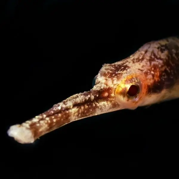 Pipefish - Pattaya Dive Site