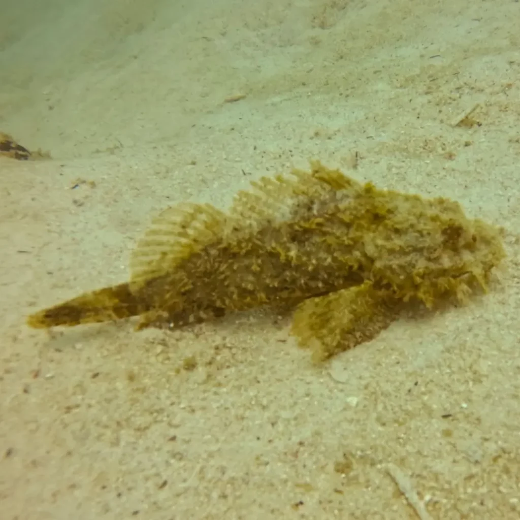 Scorpionfish camouflaged on coral at HTMS Khram shipwreck Pattaya