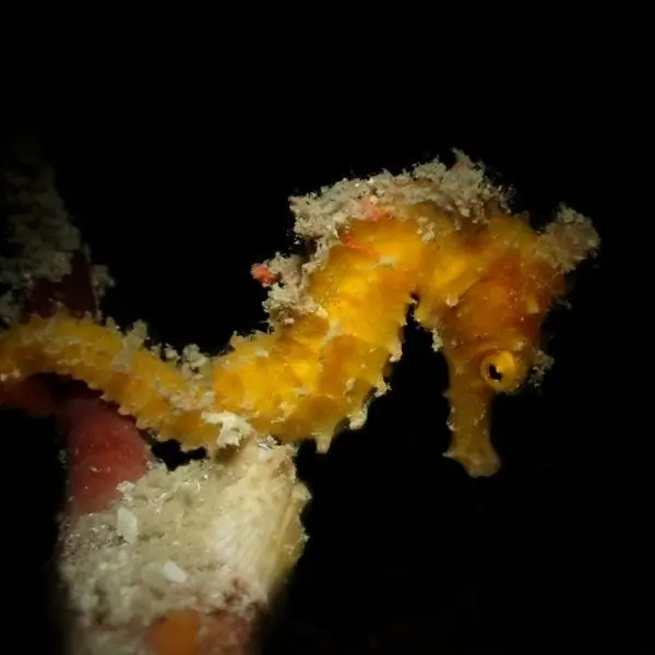 Seahorses in pattaya and samae san