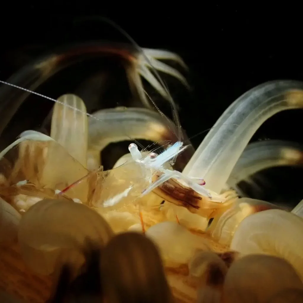 Shrimp in Pattaya Dive Sites – Koh Krok dive site