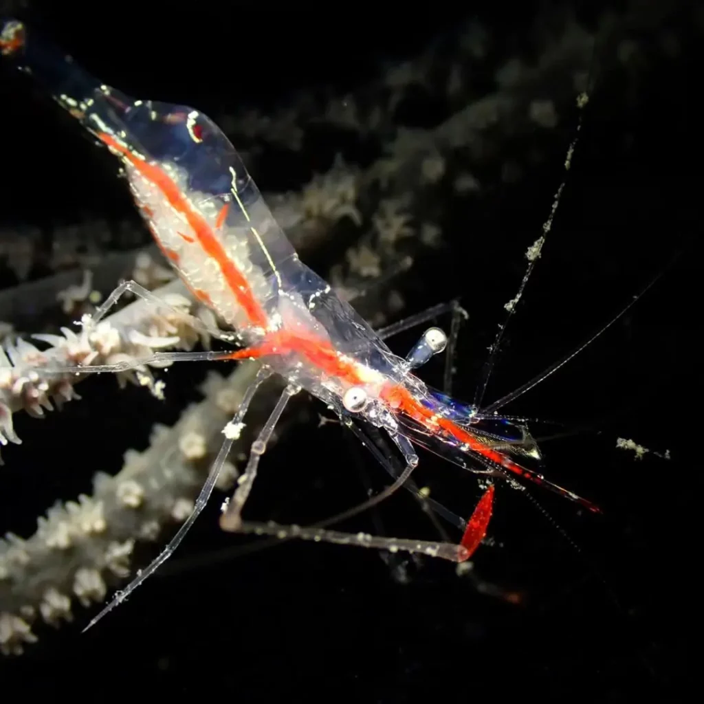 Shrimp - Ultimate Guide to Koh Rin Dive Site Pattaya