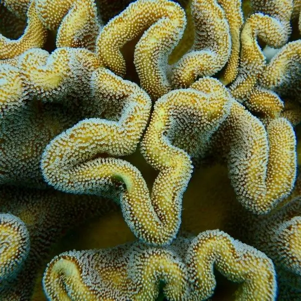 Soft corals – Pattaya scuba diving