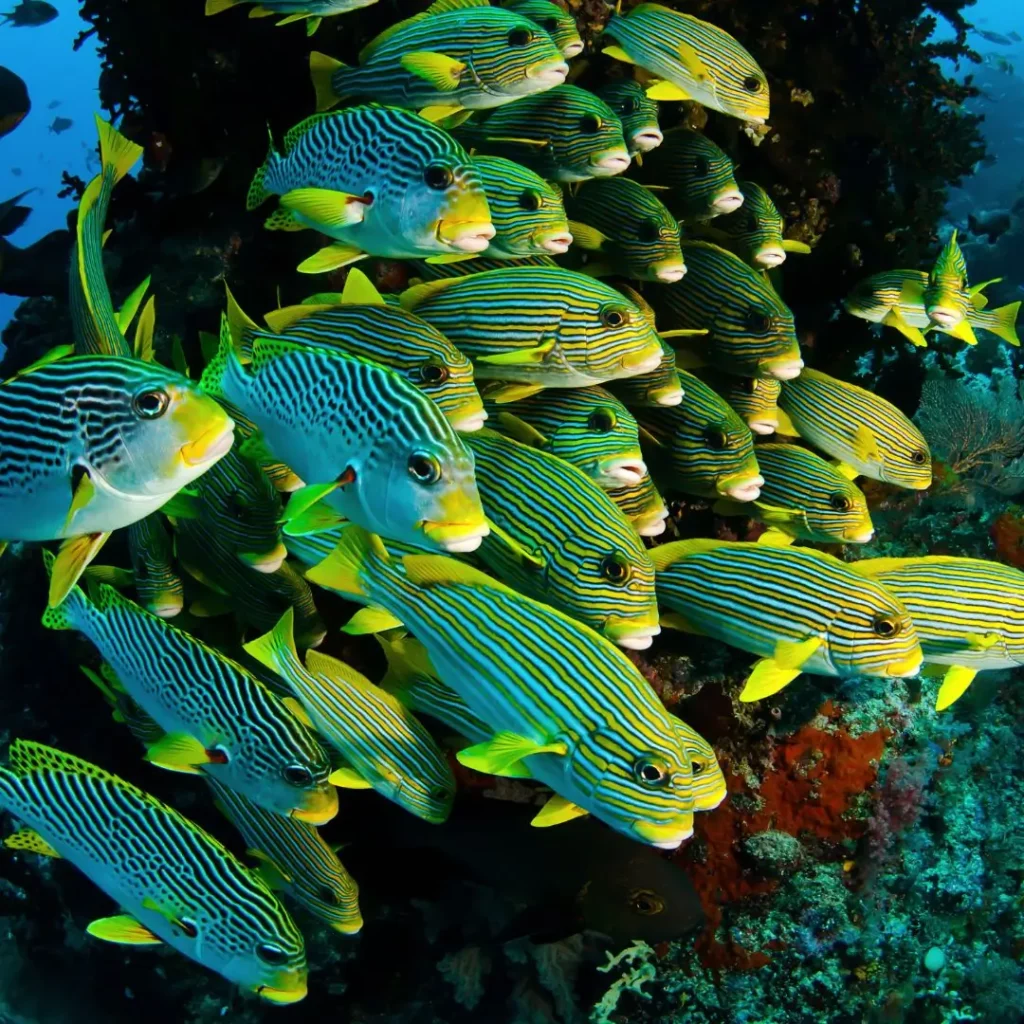 Sweetlips – Fun diving Pattaya