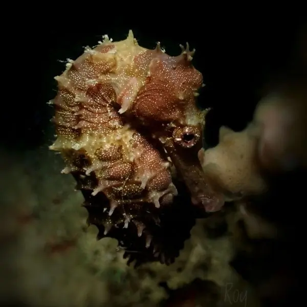 Seahorses in pattaya and samae san