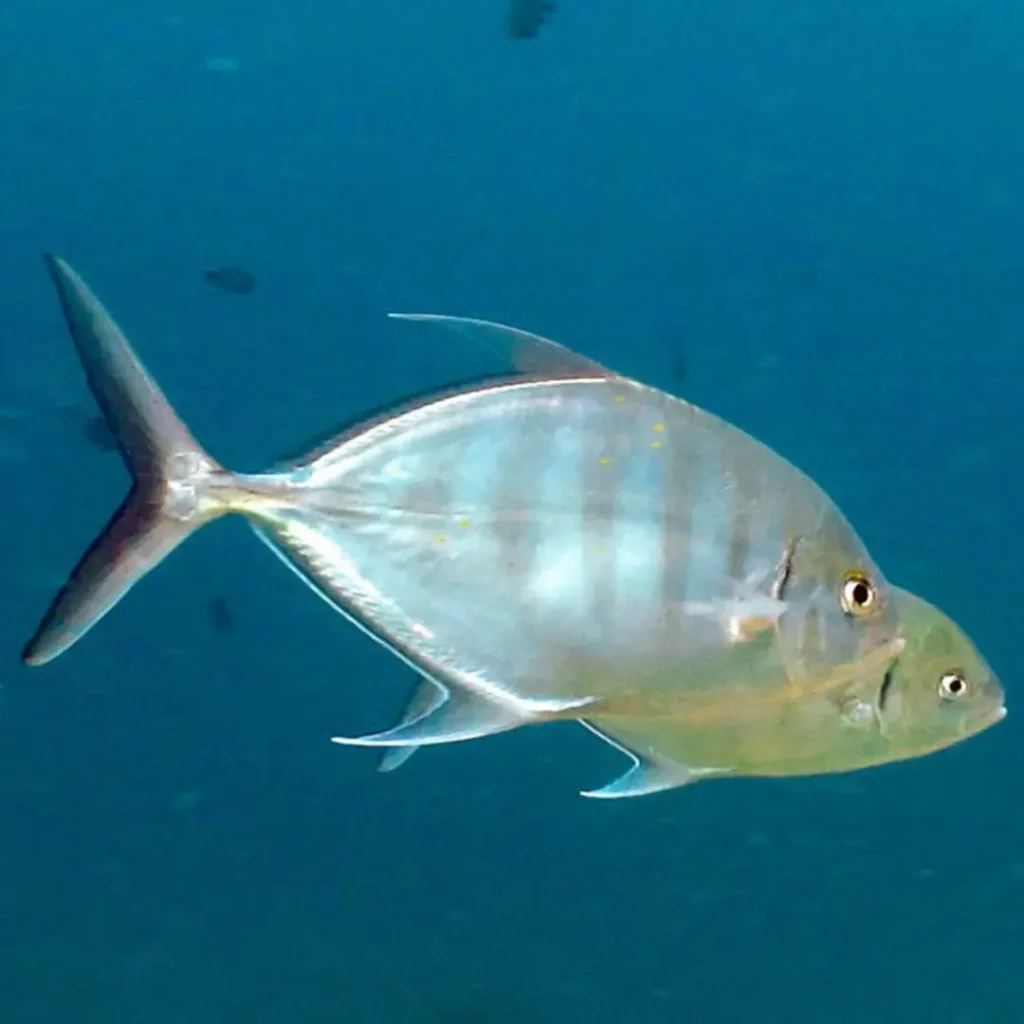 Trevally – Pattaya wreck diving