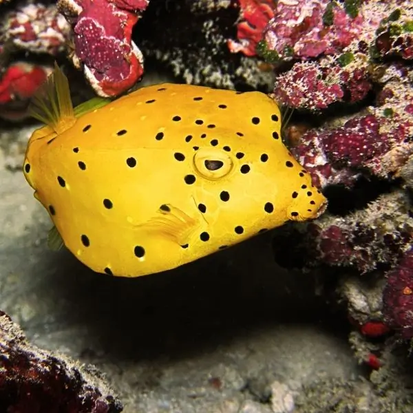 bannerfish – Pattaya scuba diving