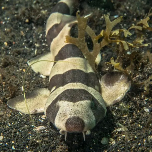 Bamboo Sharks in Pattaya and Samae San