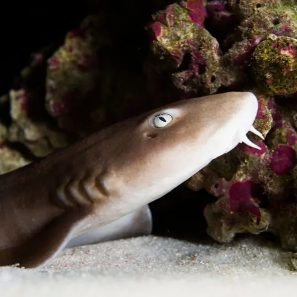 Bamboo Sharks in Pattaya and Samae San