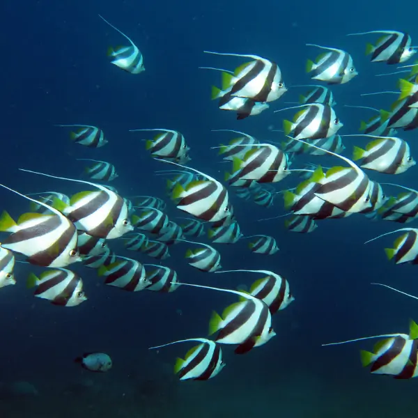 Banner fish in Pattaya and Samae San